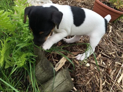Jack Russel Terier